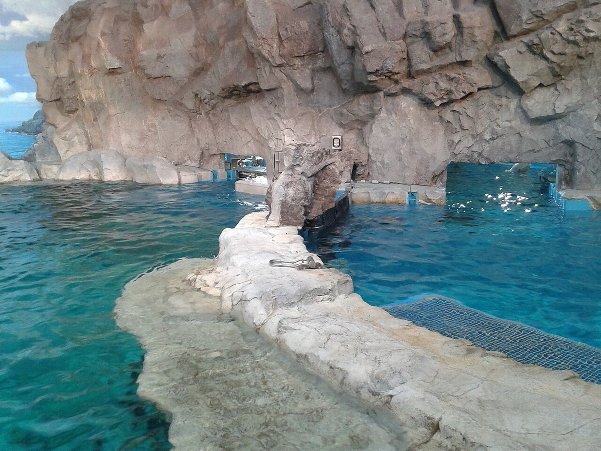 水族馆水池中的白鲸