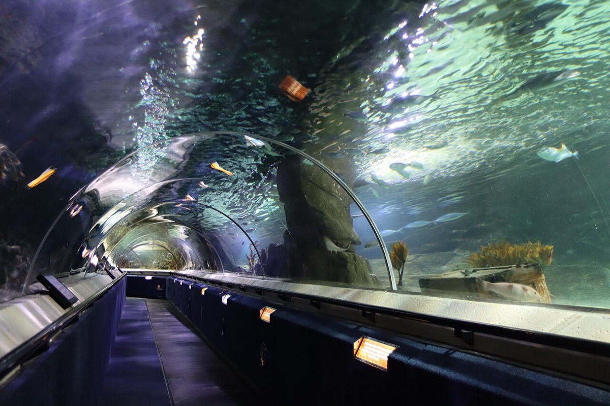 水族馆弧形海底隧道