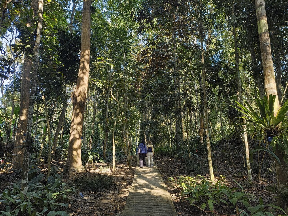 西双版纳热带植物园内的雨林