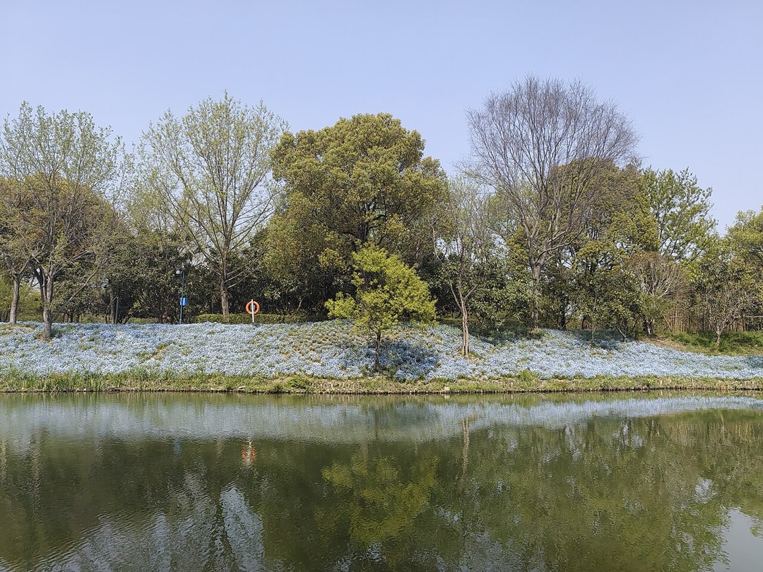 西溪湿地水面与岸上植被